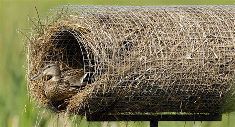 hen houses 1800s